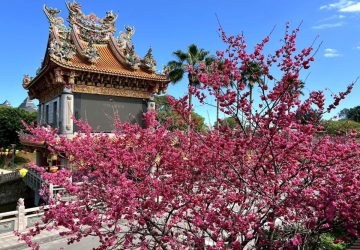 林口竹林山觀音寺櫻花盛放　賞花祈福正當時