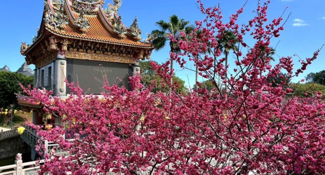 林口竹林山觀音寺櫻花盛放　賞花祈福正當時