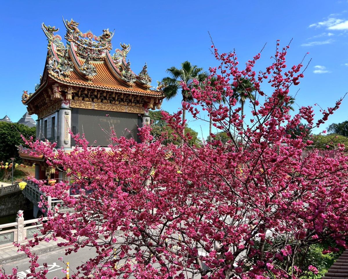 林口竹林山觀音寺櫻花盛放　賞花祈福正當時