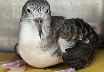 萬里迷航大水薙鳥　新北動保處救援野放