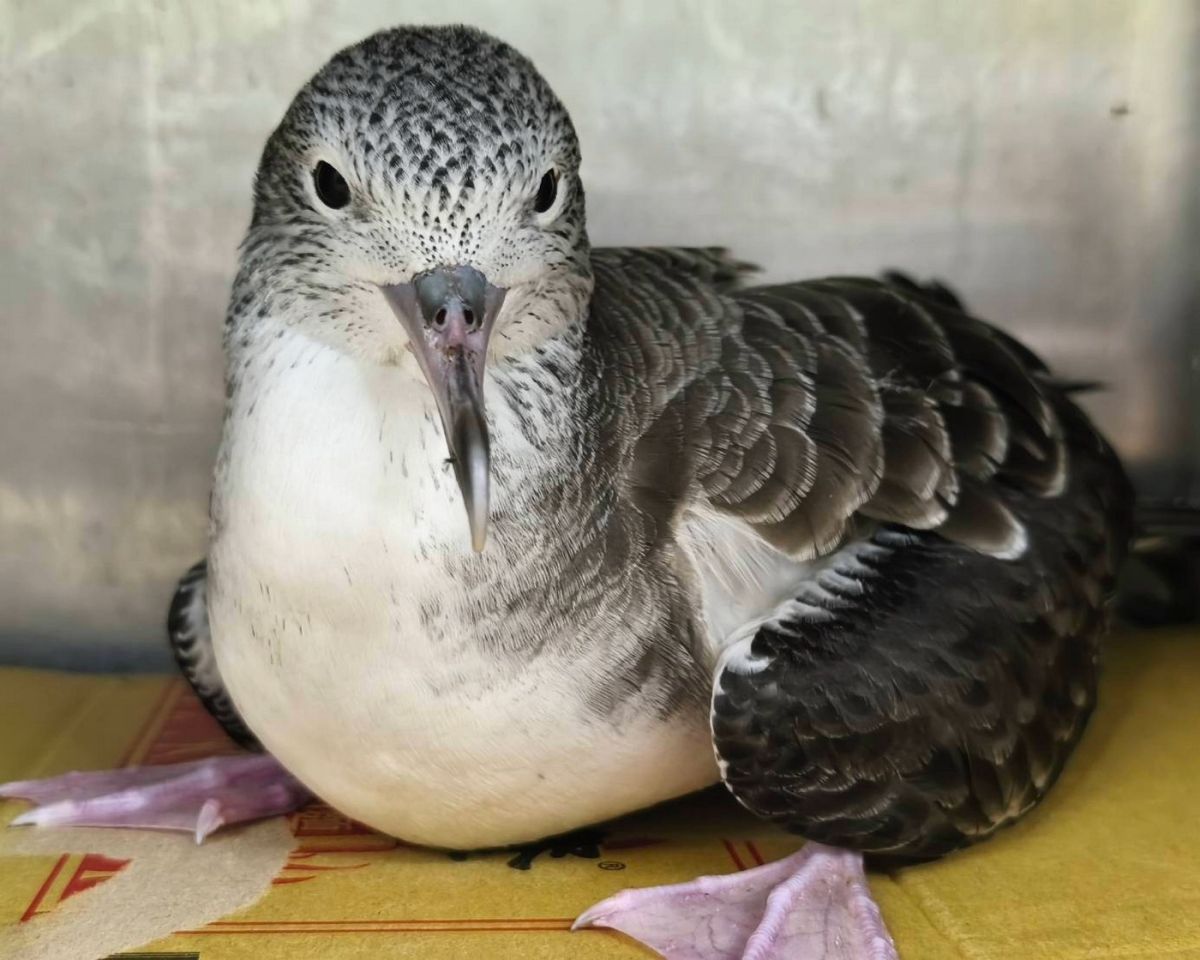 萬里迷航大水薙鳥　新北動保處救援野放