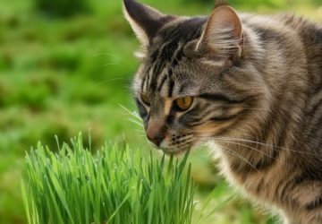 貓咪勿碰百合花　新北動保處：小心急性腎衰竭風險