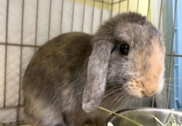 新北推寵物兔絕育補助　動物保護防疫處：限額申請開跑