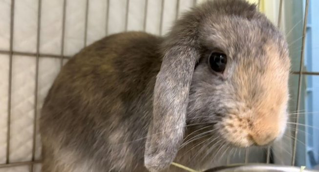 新北推寵物兔絕育補助　動物保護防疫處：限額申請開跑