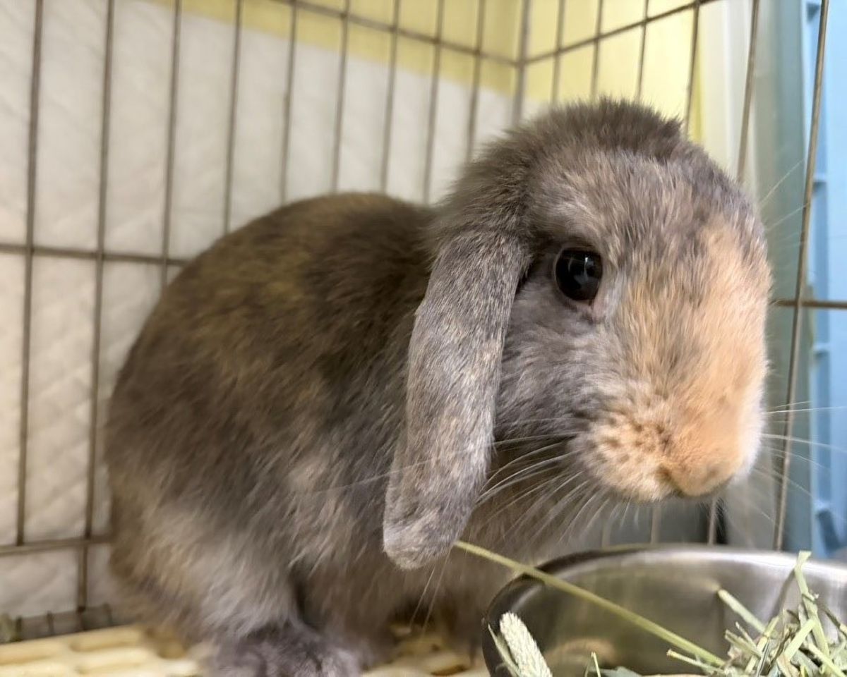 新北推寵物兔絕育補助　動物保護防疫處：限額申請開跑