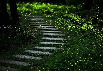 新北賞螢秘境曝光　觀旅局：連假登山療癒追螢光