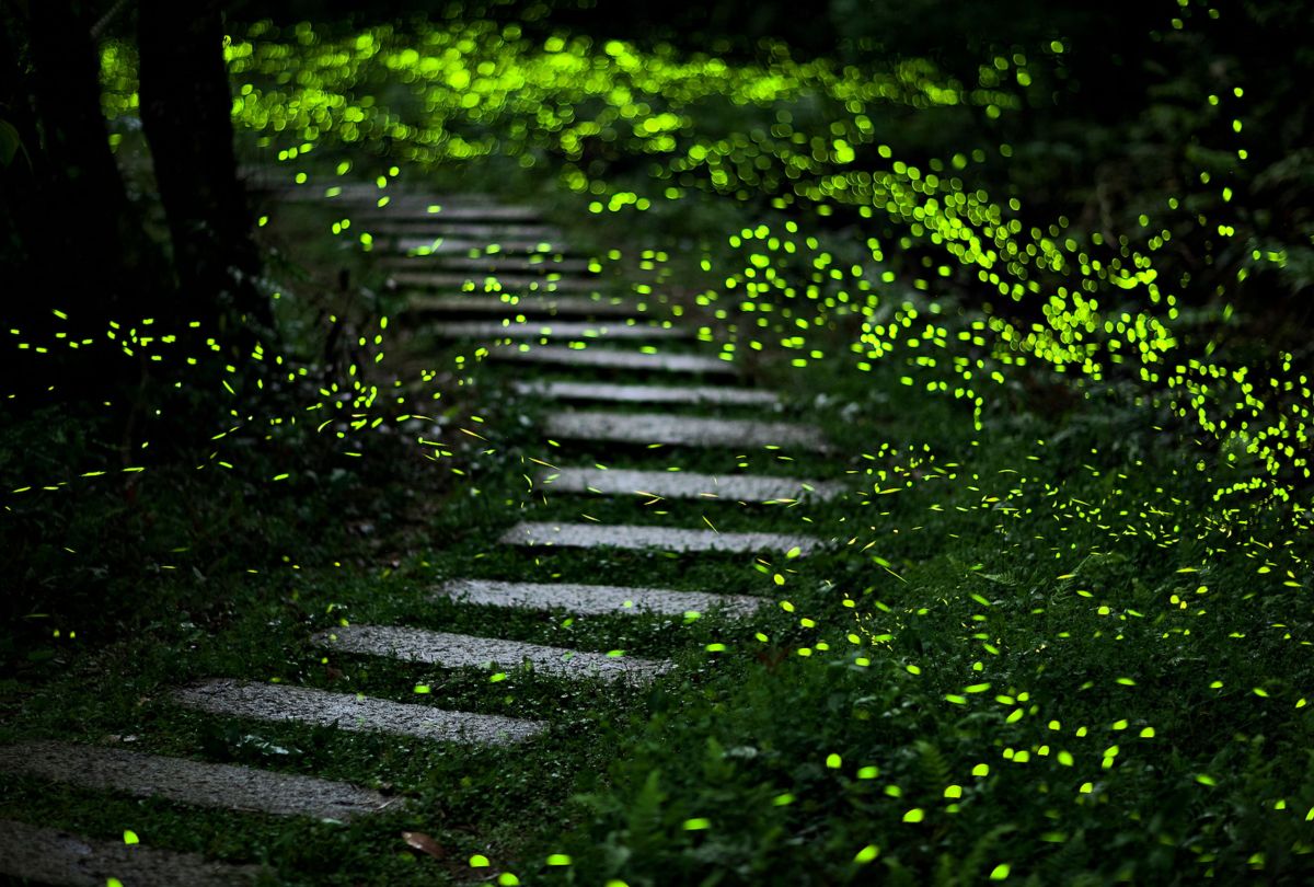 新北賞螢秘境曝光 觀旅局:連假登山療癒追螢光