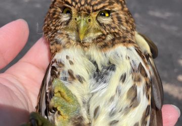 貝殼廟旁驚見呆萌鵂鶹停車頂　動保處救援野放