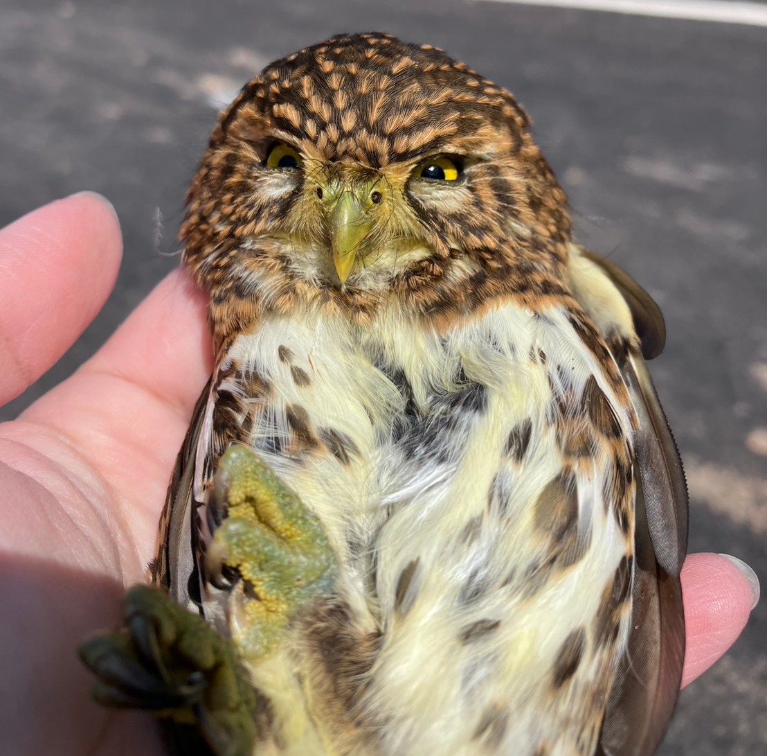 貝殼廟旁驚見呆萌鵂鶹停車頂　動保處救援野放