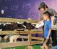 小乳牛進展場、親子跳繩趣味賽　國產鮮乳結合動物友善教育