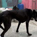 新北24民間收容所護3千犬貓　動保處強化管理