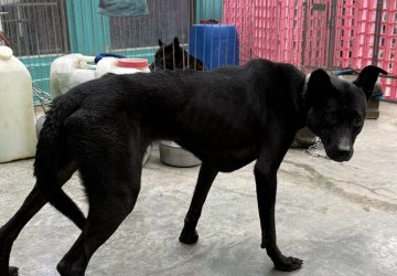 新北24民間收容所護3千犬貓　動保處強化管理