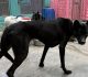 新北24民間收容所護3千犬貓　動保處強化管理