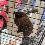 2萬人松鼠社團爆非法飼養　新北動保處出手查