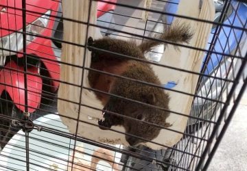 2萬人松鼠社團爆非法飼養　新北動保處出手查