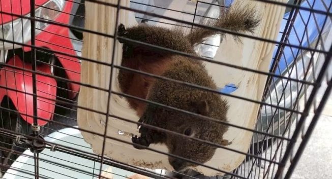 2萬人松鼠社團爆非法飼養　新北動保處出手查
