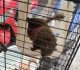 2萬人松鼠社團爆非法飼養　新北動保處出手查