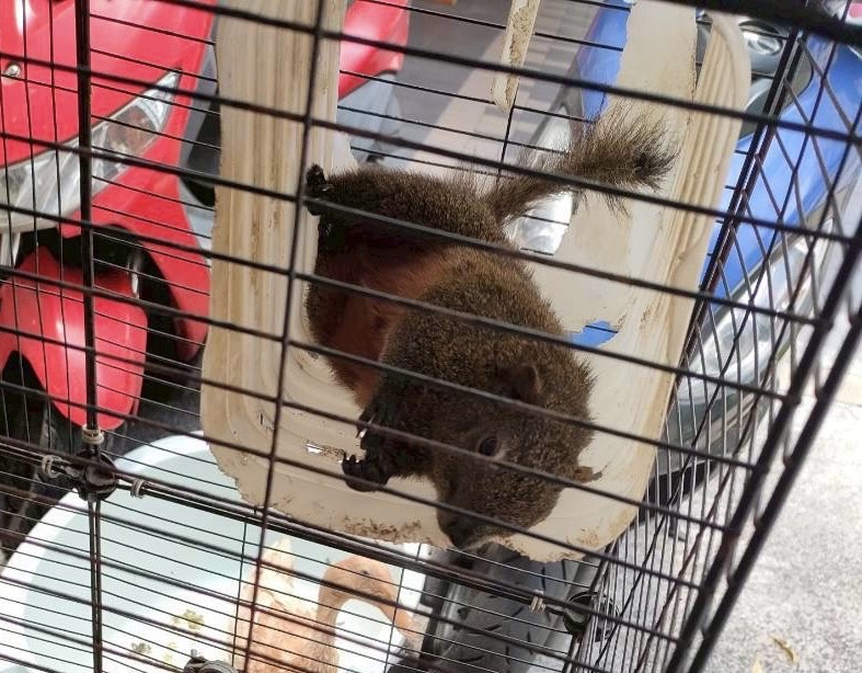 2萬人松鼠社團爆非法飼養　新北動保處出手查