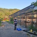 新北三峽2養禽場防鳥網破損　各挨罰3萬元