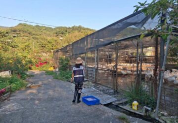 新北三峽2養禽場防鳥網破損　各挨罰3萬元