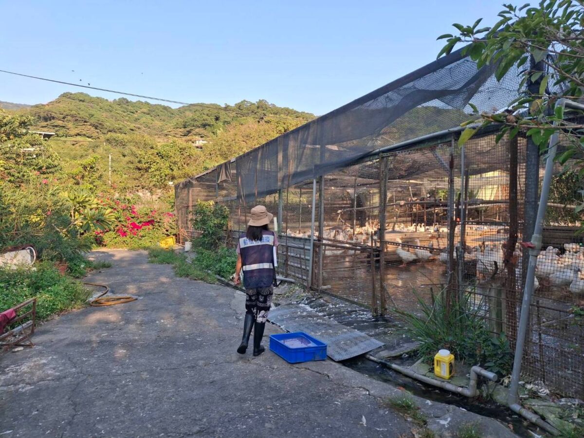 新北三峽2養禽場防鳥網破損　各挨罰3萬元